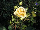Hometown Ards rose photo