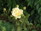 Hometown Ards rose photo