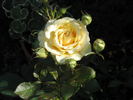 Hometown Ards rose photo