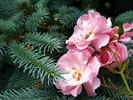 Love's Song rose photo