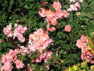 Love's Song rose photo