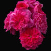 Sangria rose photo