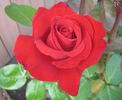 Peak Performance rose photo