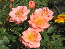 Cider Cup rose photo