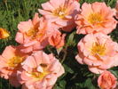 Cider Cup rose photo