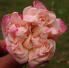 Madame de Tartas rose photo