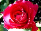 Atalante rose photo