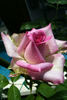 Avant Garde® rose photo