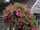 La Fiamma rose photo