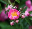 La Fiamma rose photo