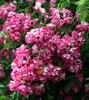 La Fiamma rose photo