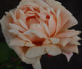 Gloaming rose photo