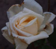 Jacques Porcher rose photo