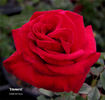 Träumerei rose photo