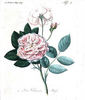 Vilmorin rose photo