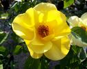 Golden Threshold ™ rose photo