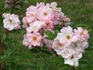 Sointu rose photo