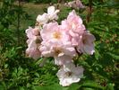 Sointu rose photo