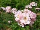 Sointu rose photo
