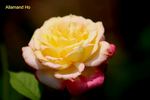 Allamand-Ho rose photo