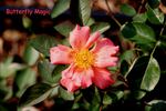 Butterfly Magic rose photo