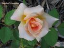 Gentle Persuasion rose photo