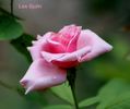 Les Sjulin rose photo