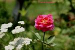 Prairie Sunset rose photo