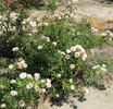 Europas Rosengarten rose photo