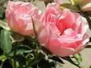 Europas Rosengarten rose photo