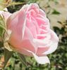 Europas Rosengarten rose photo