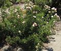 Europas Rosengarten rose photo