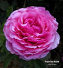 Augustine Halem rose photo