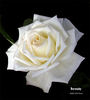 Burnaby rose photo