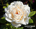 Comtesse de Cassagne rose photo