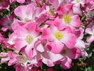 Cumbaya ® rose photo