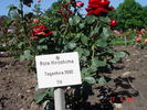 Rote Hiroshima rose photo