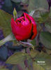 Nocturne rose photo
