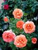 D. D. Ruaux rose photo