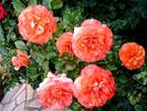D. D. Ruaux rose photo