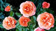 D. D. Ruaux rose photo