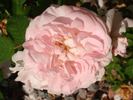 Joséphine de Beauharnais rose photo