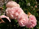 Joséphine de Beauharnais rose photo