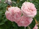 Joséphine de Beauharnais rose photo