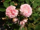 Joséphine de Beauharnais rose photo