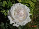 Poker ® rose photo