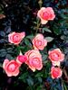 Marjorie May rose photo