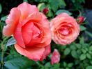 Marjorie May rose photo