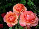 Marjorie May rose photo