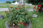 Cappa Magna ® rose photo